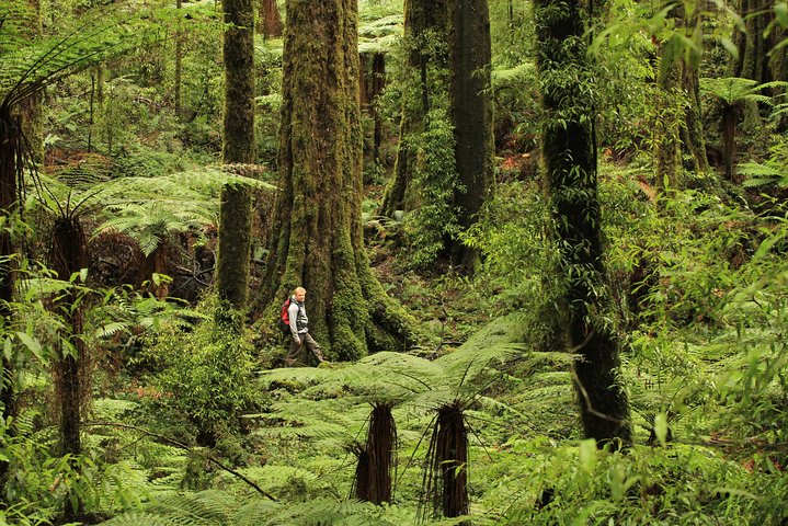 Experience the serene beauty of Whirinaki forest where ancient trees tower above lush greenery and rare birdlife thrives offering an unforgettable day of hiking in New Zealand's ecological treasure.